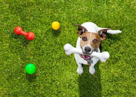 The Best Artificial Grass for Dogs